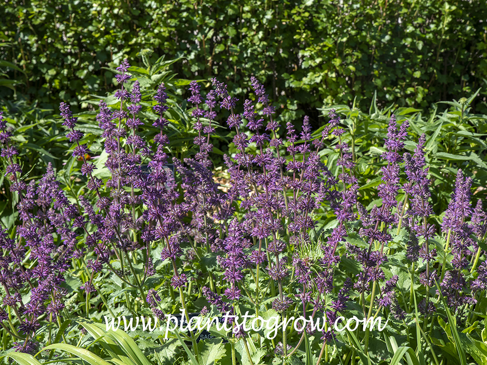 'Purple rain' Salvia (Salvia verticillata) A medium height and wide spreading purple flowering perennial. An improved selection of the species plant.